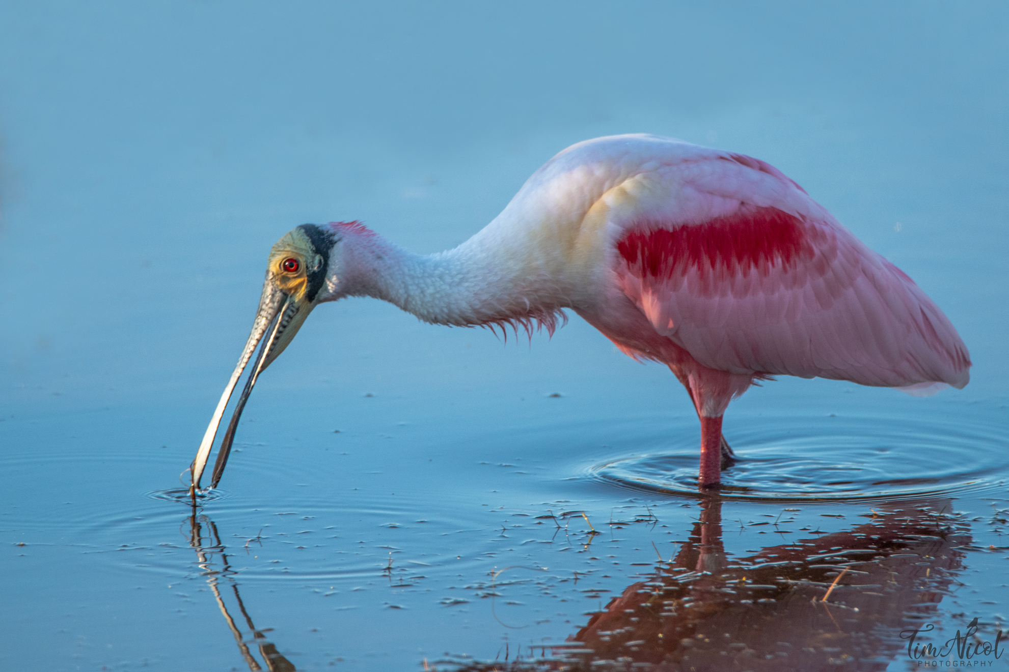 Roseate Spoonbill | Shutterbug